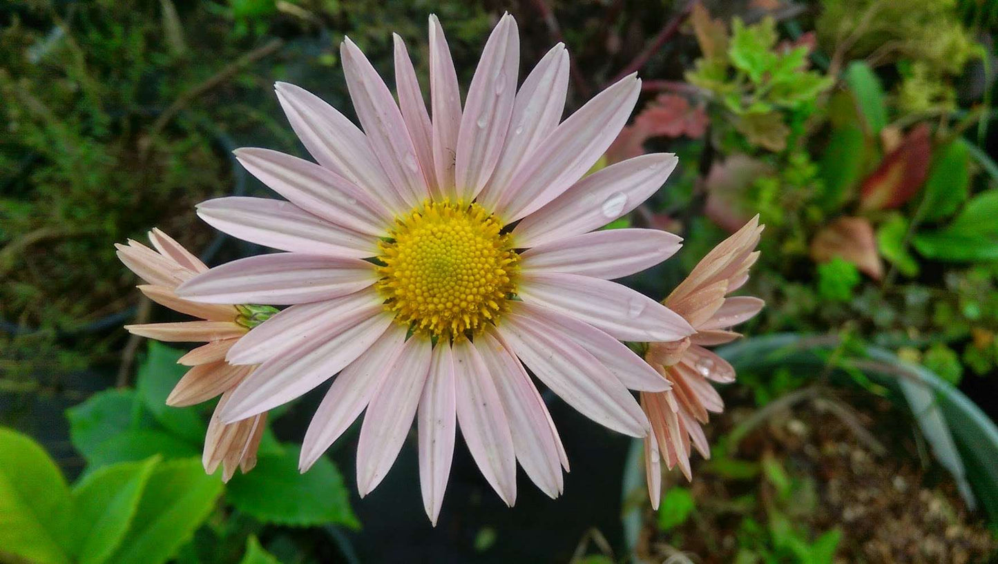 Chrysanthemum 'Hillside Sheffield Pink'