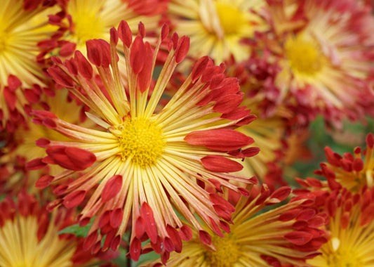 Chrysanthemum 'Matchsticks'