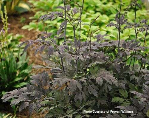 Cimicifuga ramosa 'Chocoholic' PP24821 - avail for April orders