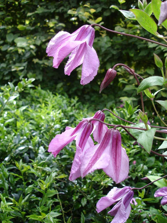Clematis 'Alionushka'