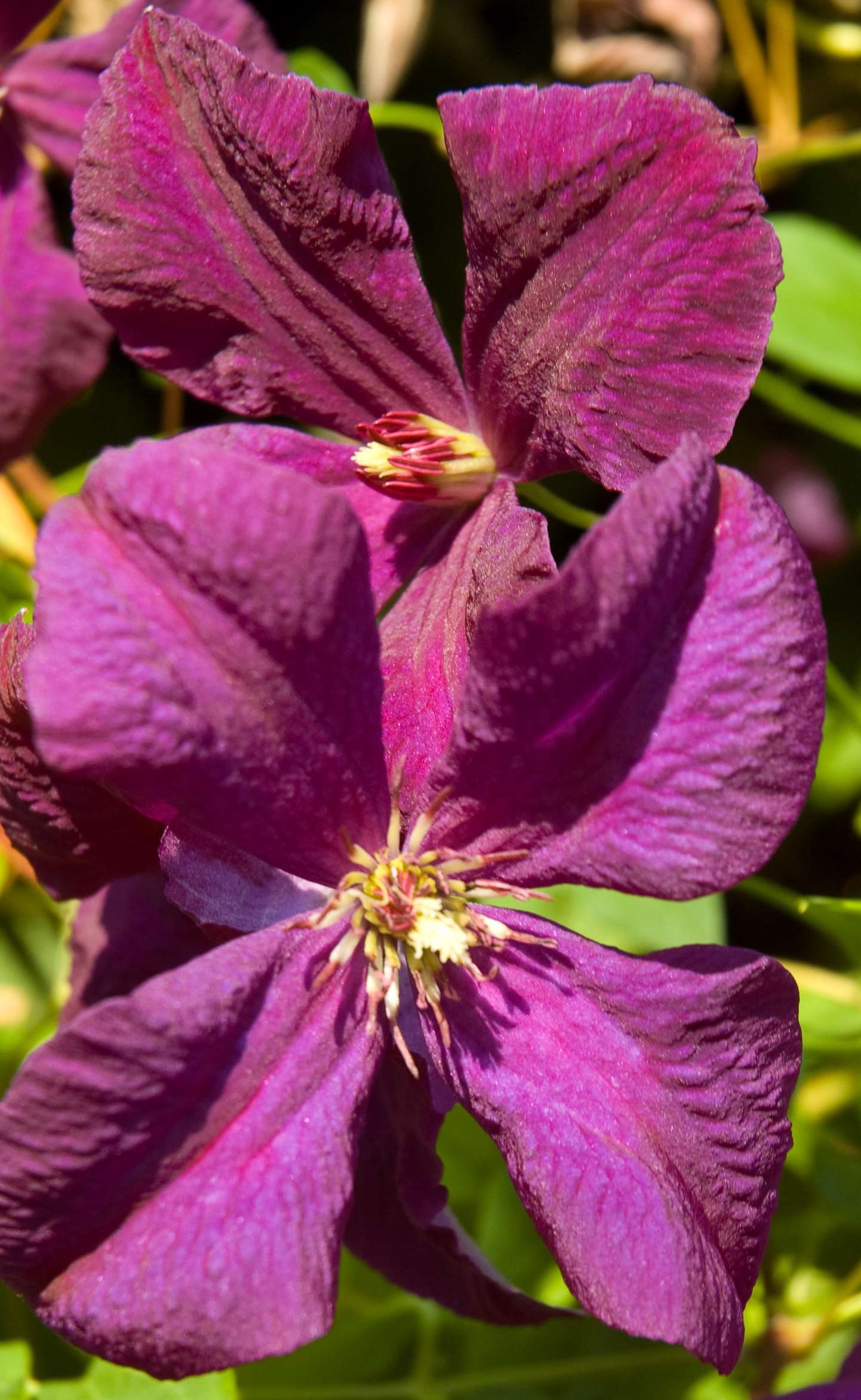 Clematis 'Polish Spirit'