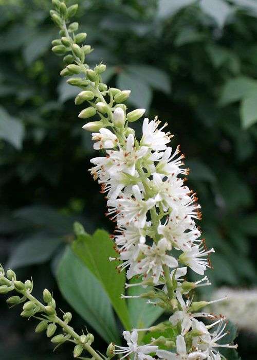 Clethra alnifolia 'Sugartina' PP21561