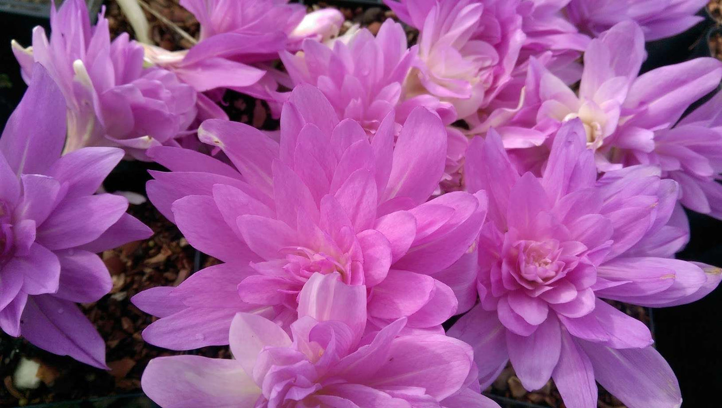 Colchicum 'Waterlily'