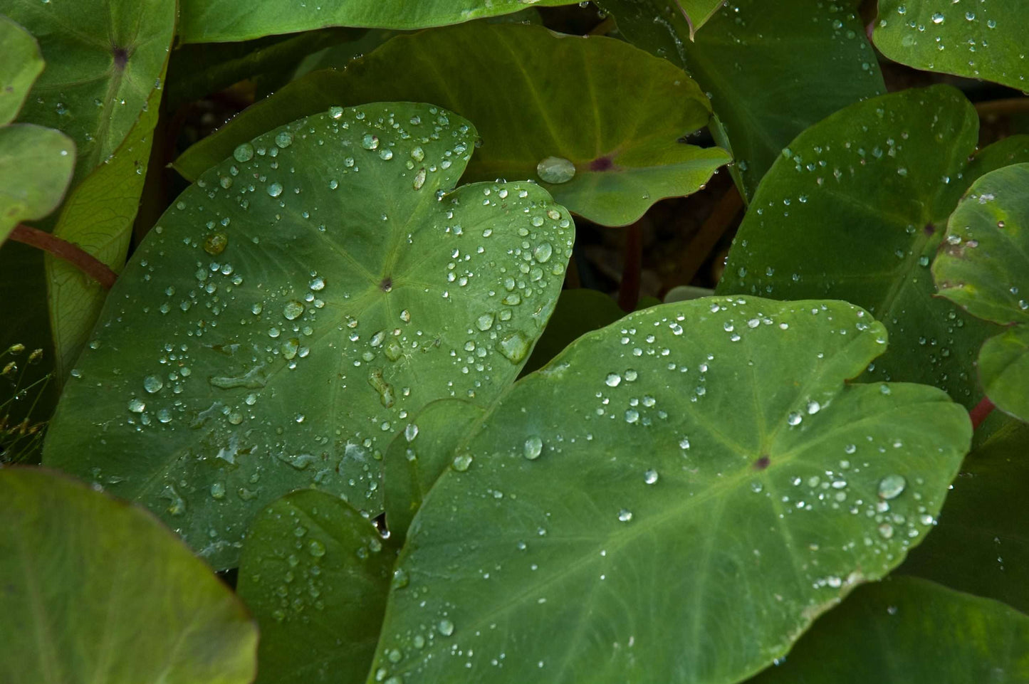 Colocasia esculenta 'Pink China'