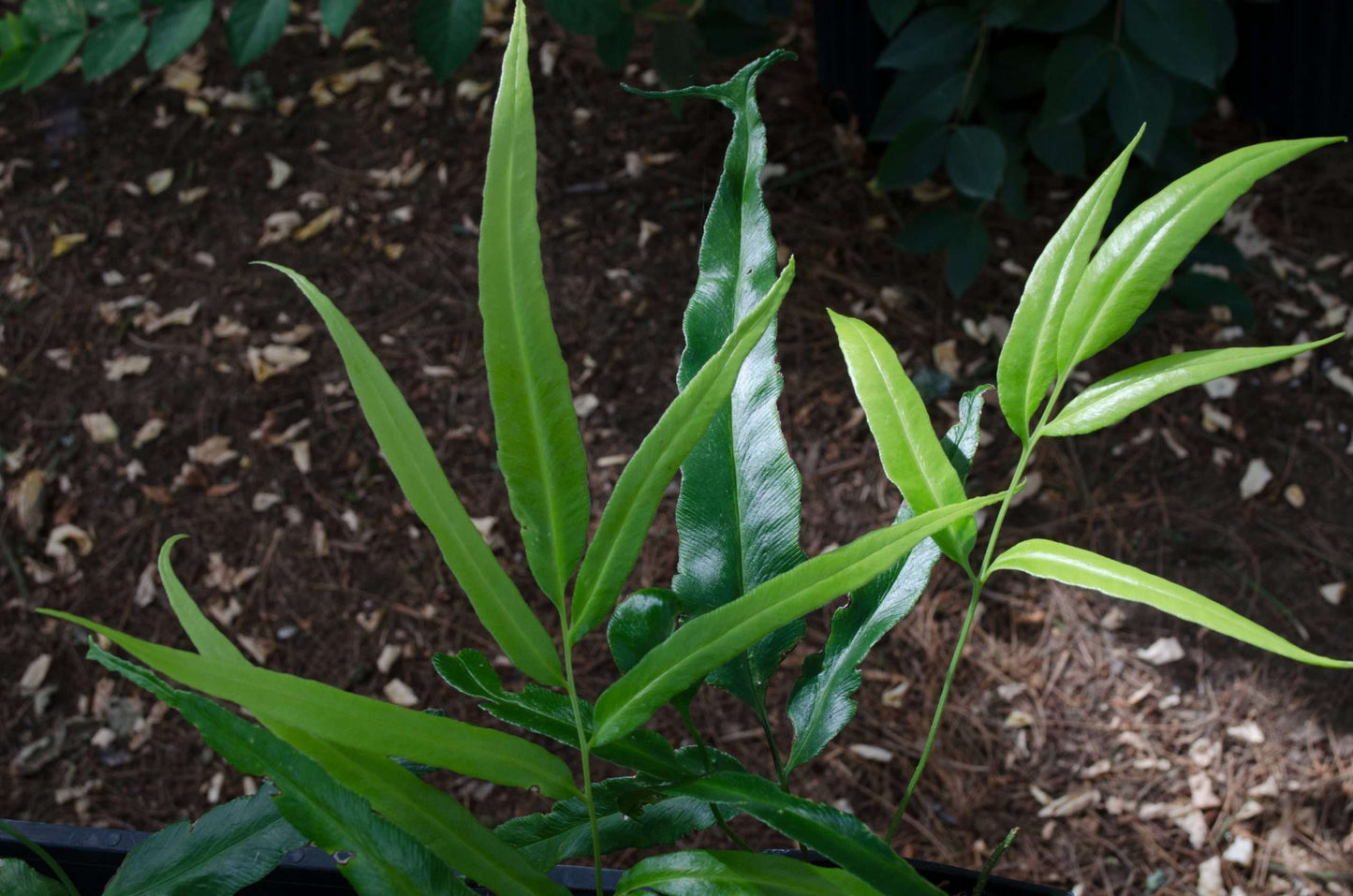 Coniogramme japonica