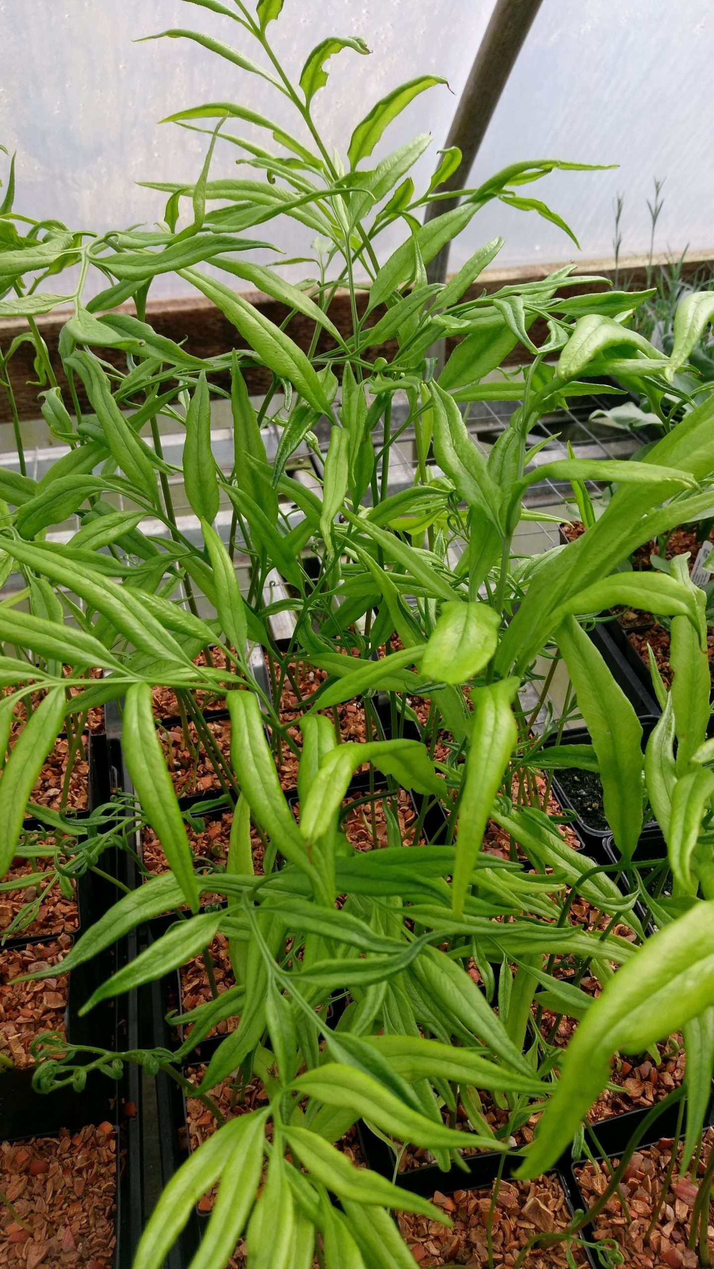 Coniogramme japonica var gracilis