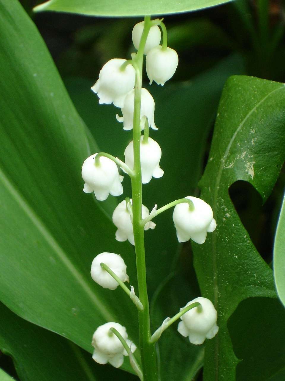 Convallaria majalis 'Géant de Fortin'