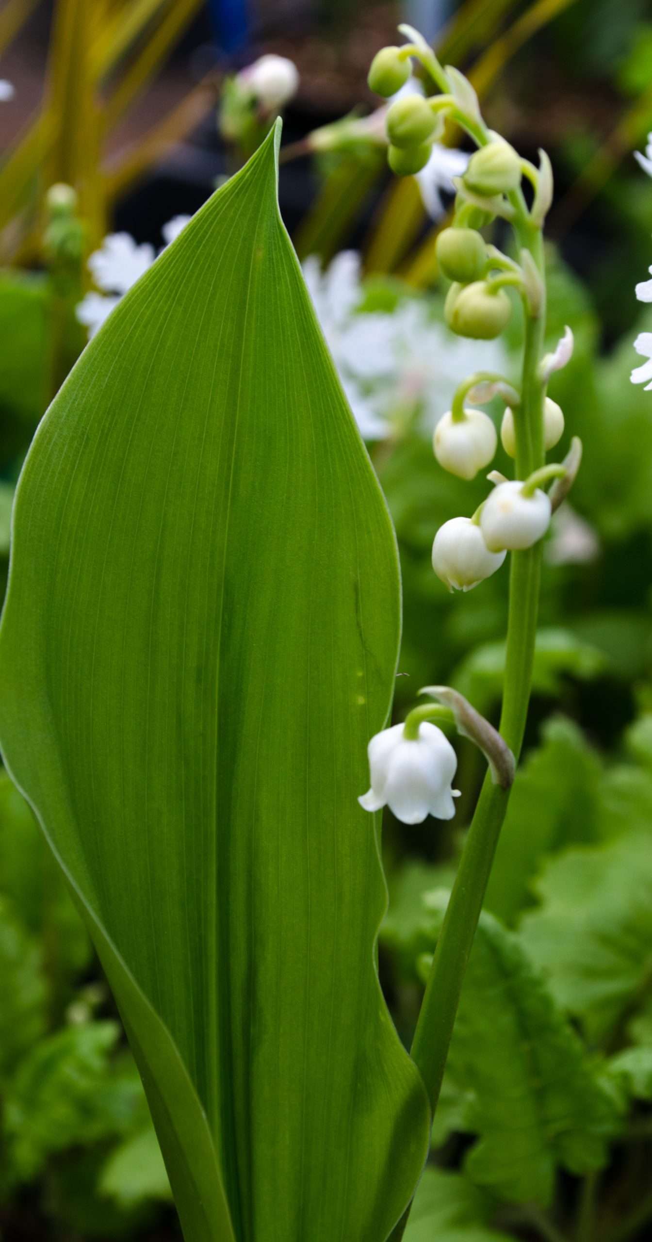 Convallaria majalis