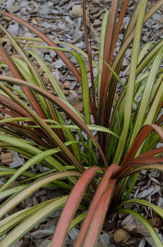 Cordyline 'Cha Cha'