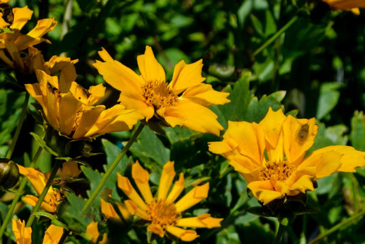 Coreopsis auriculata 'Zamphir'