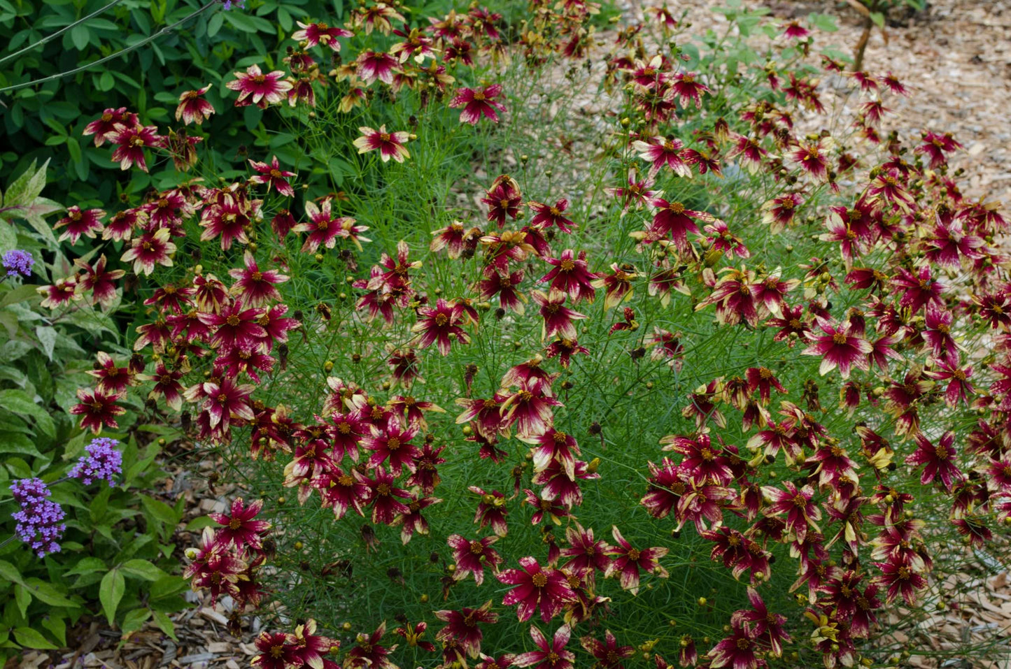 Coreopsis verticillata 'Route 66'