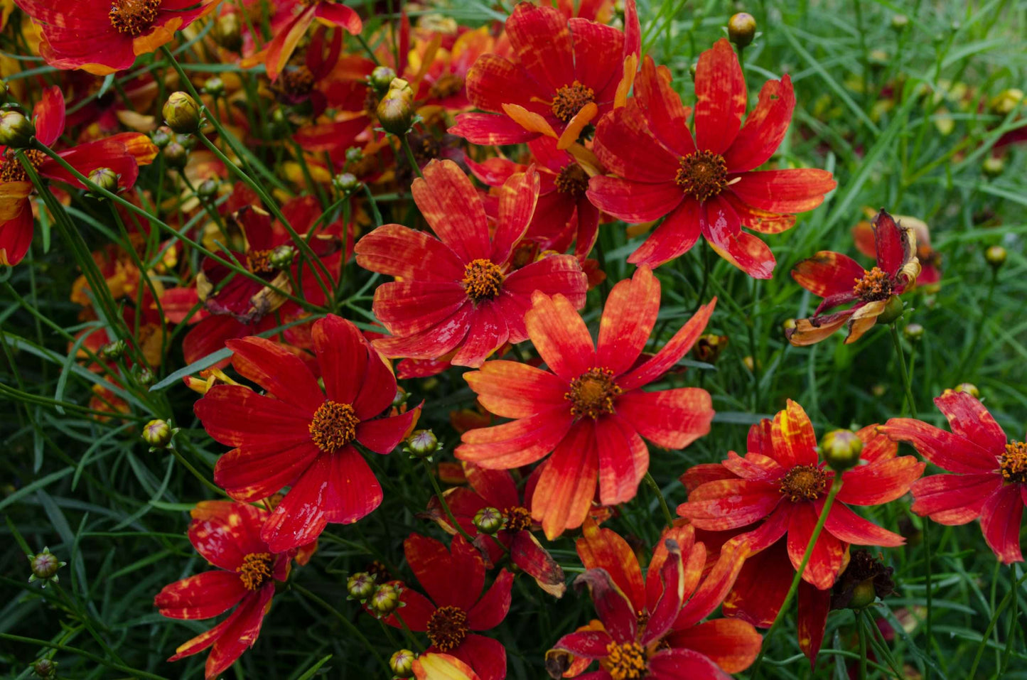 Coreopsis verticillata 'Broad Street'