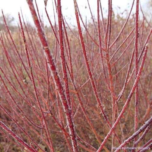 Cornus stolonifera 'Arctic Fire' ™