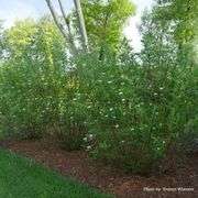 Cornus stolonifera 'Arctic Fire' ™