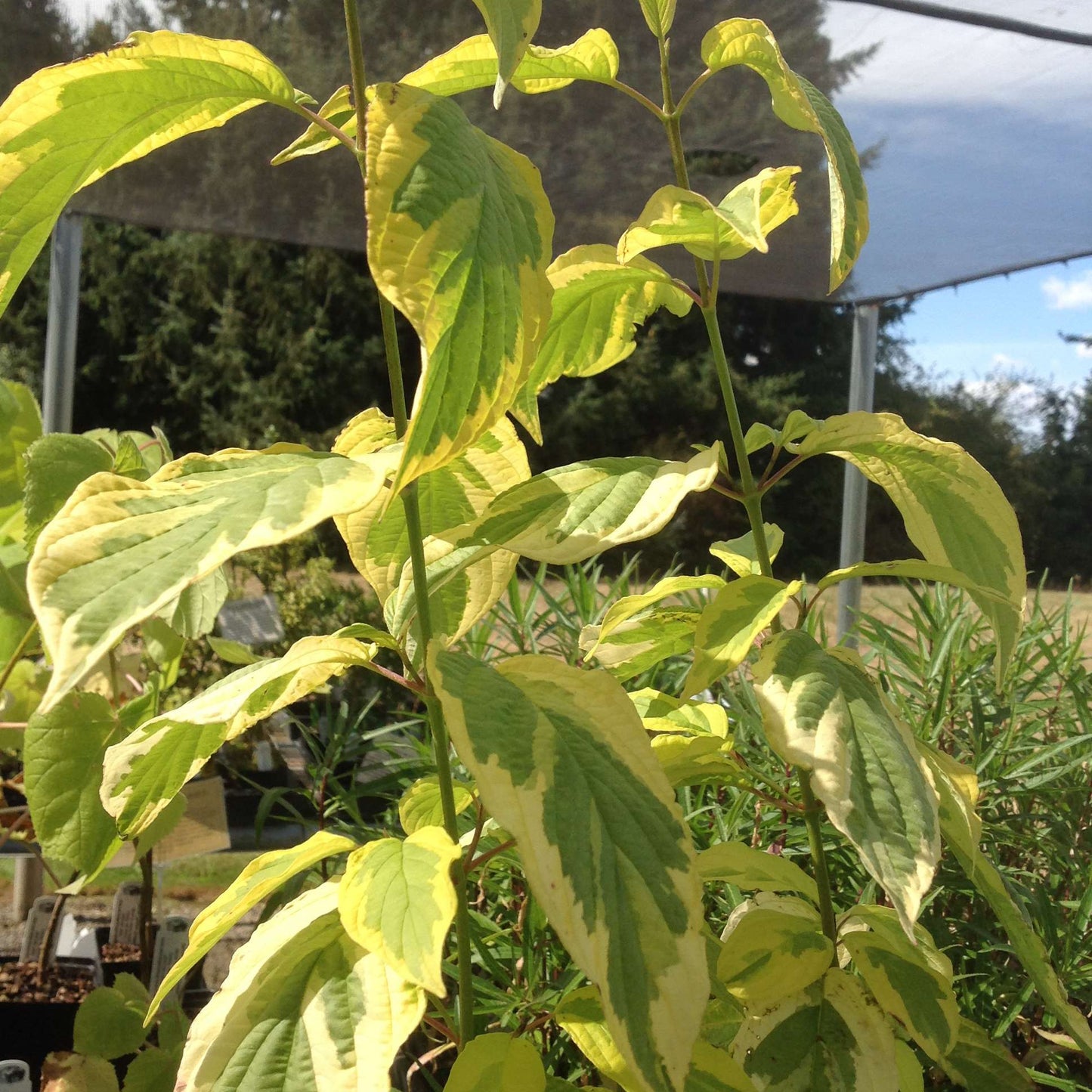 Cornus sericea 'Hedgerow's Gold'