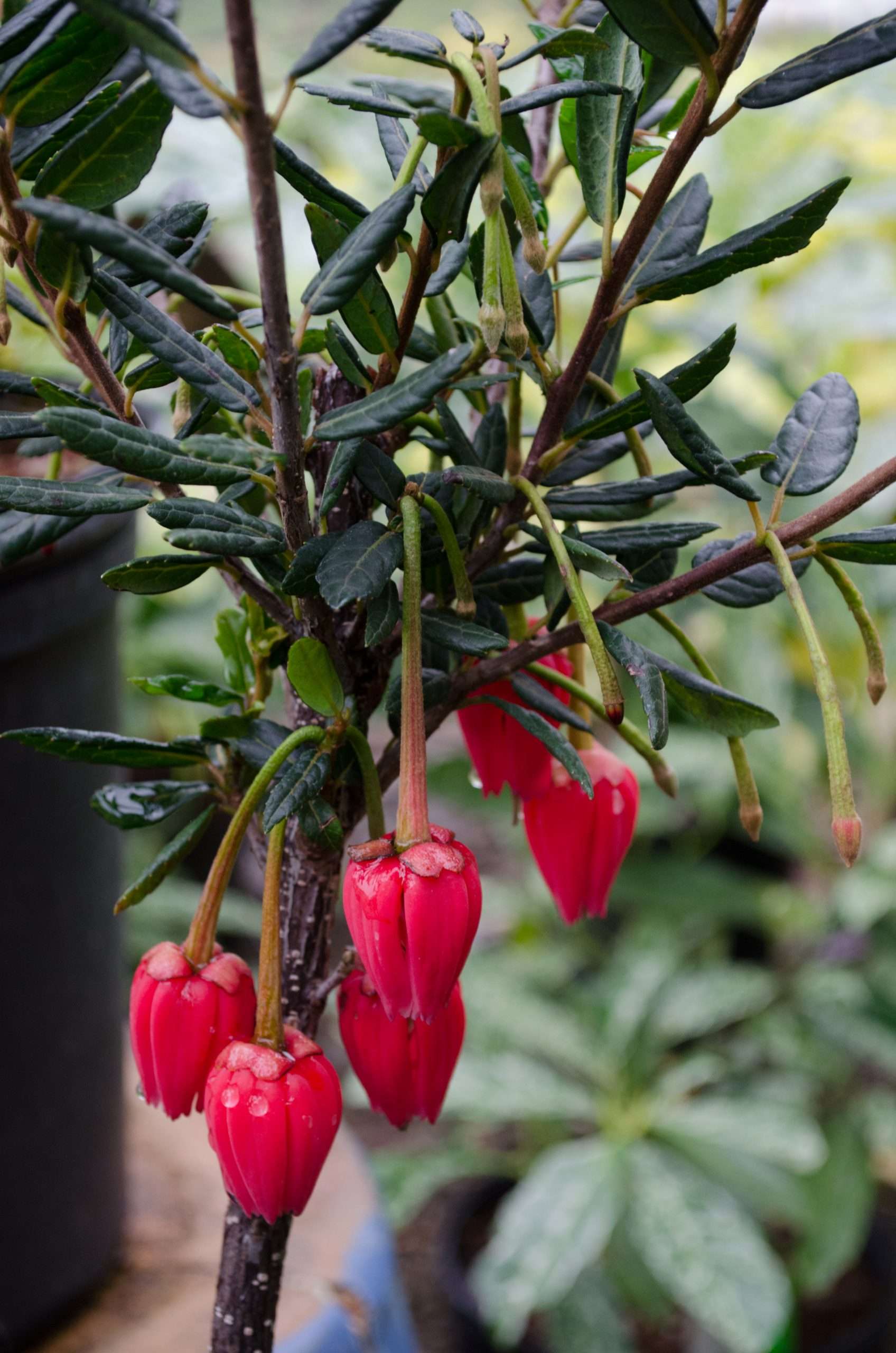 Crinodendron hookerianum Secret Garden Growers