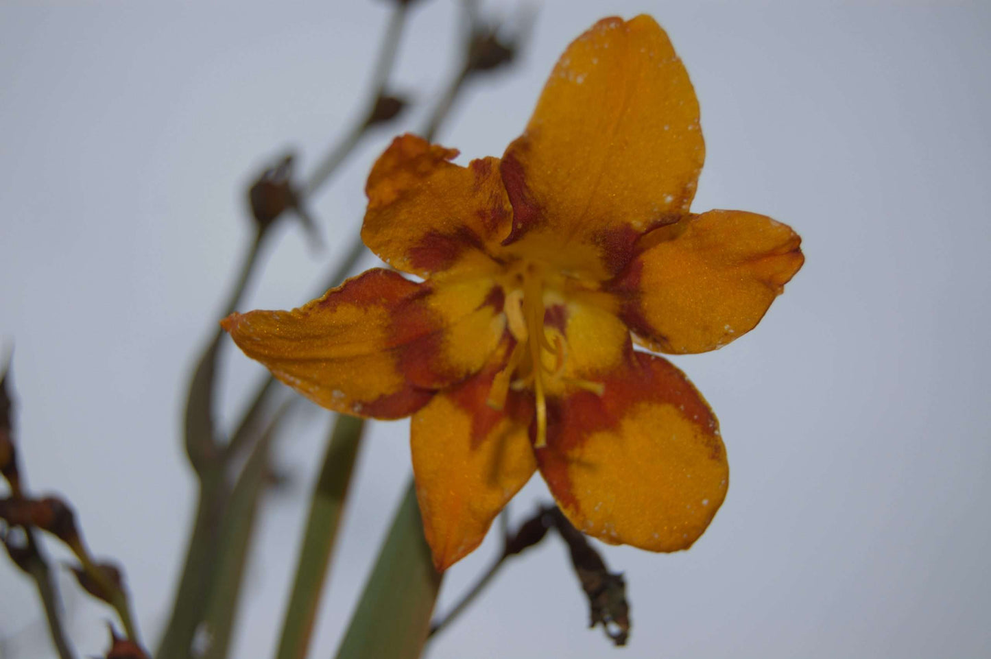 Crocosmia 'Emily McKenzie'