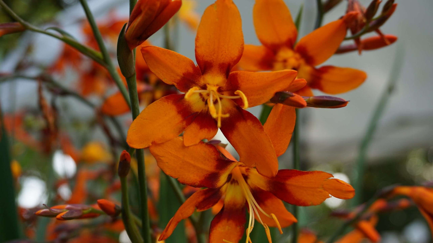 Crocosmia 'Emily McKenzie'