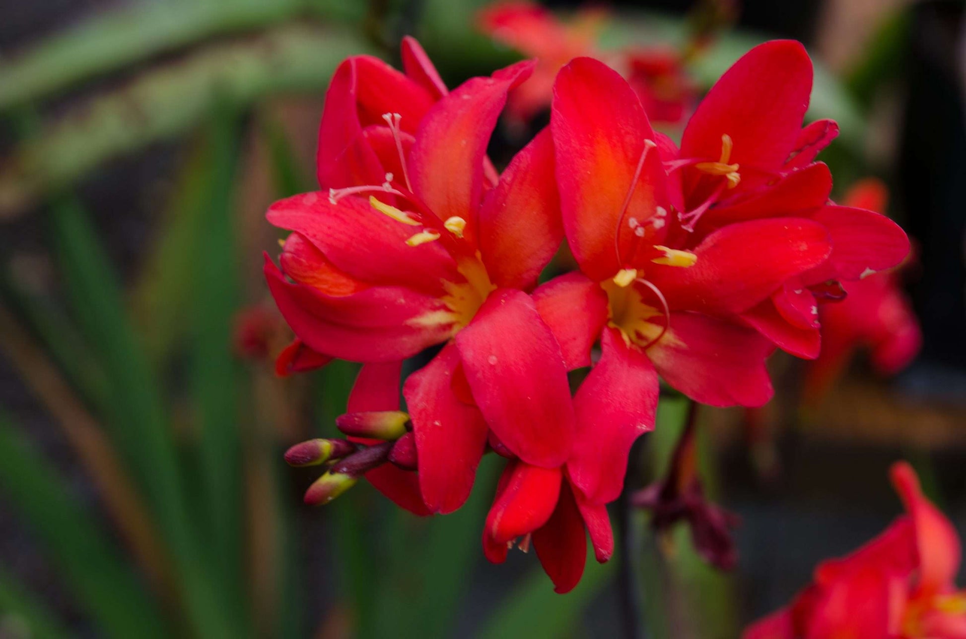 Crocosmia 'Little Redhead'