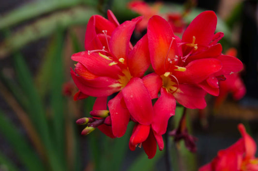 Crocosmia 'Little Redhead'