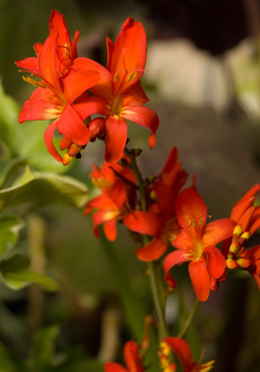 Crocosmia 'Little Redhead'