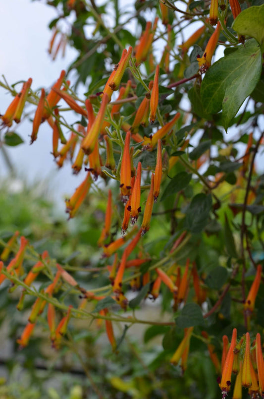 Cuphea cyanea 'Copper Cricket'