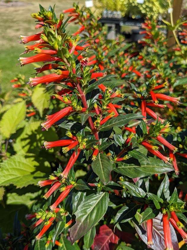 vermillionaire plant seeds Cuphea Vermillionaire®