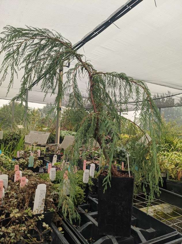 Cupressus cashmeriana