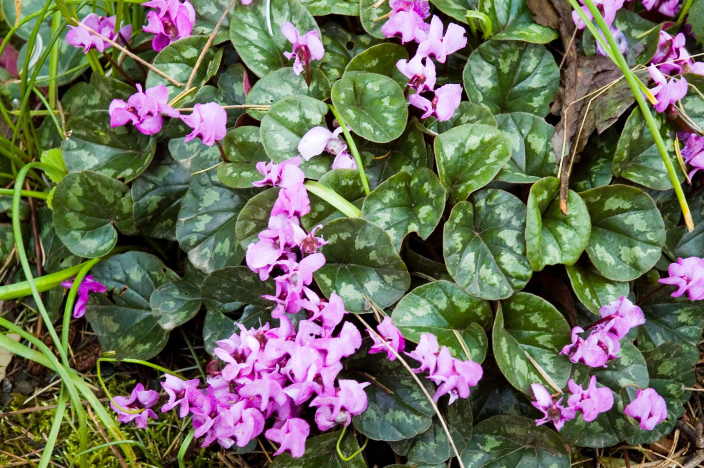 Cyclamen coum