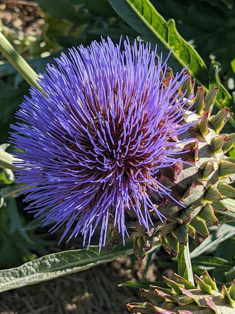 Cynara cardunculus