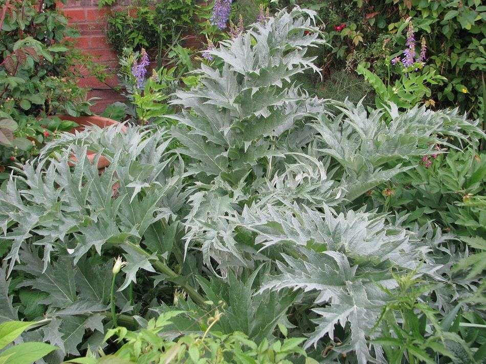 Cynara cardunculus