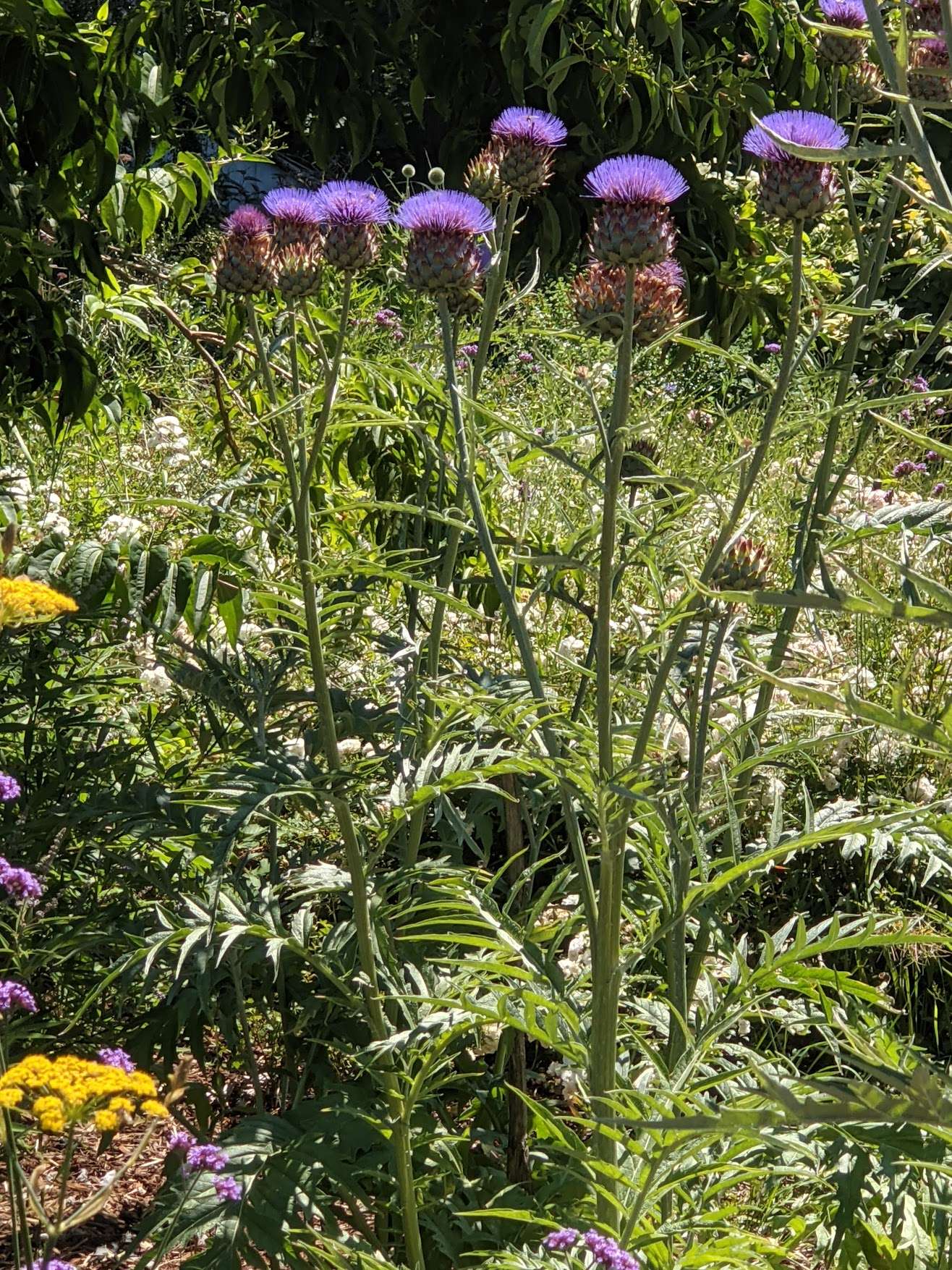 Cynara cardunculus