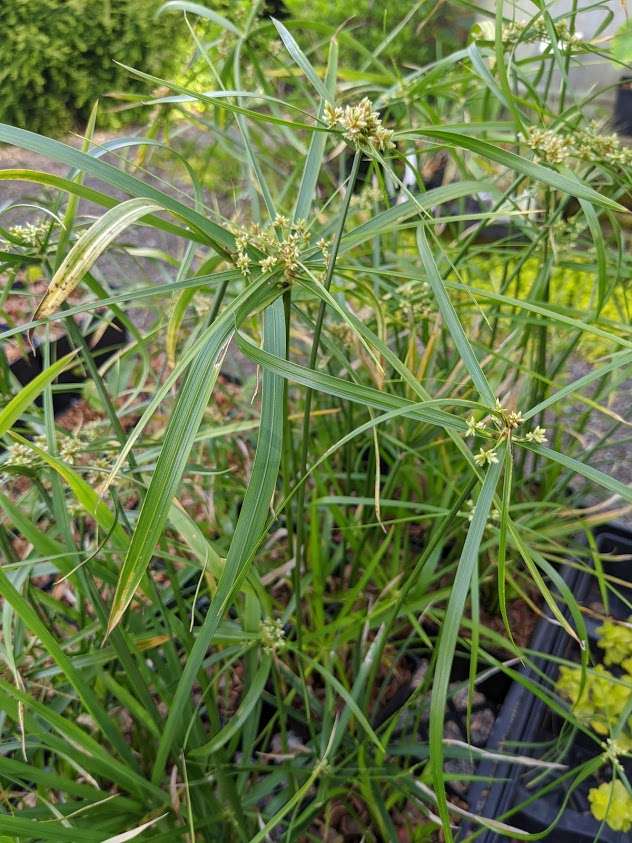 Cyperus papyrus 'Little Tut'