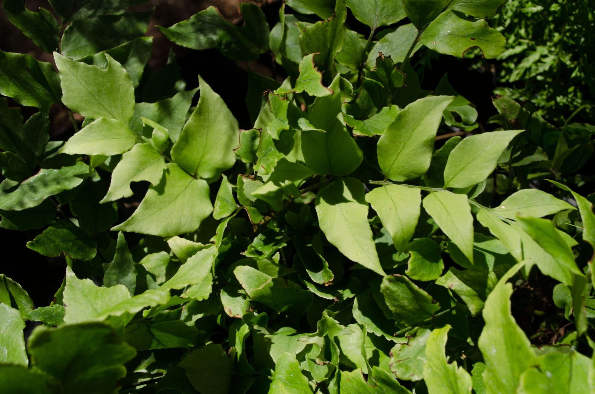 Cyrtomium fortunei var. clivicola