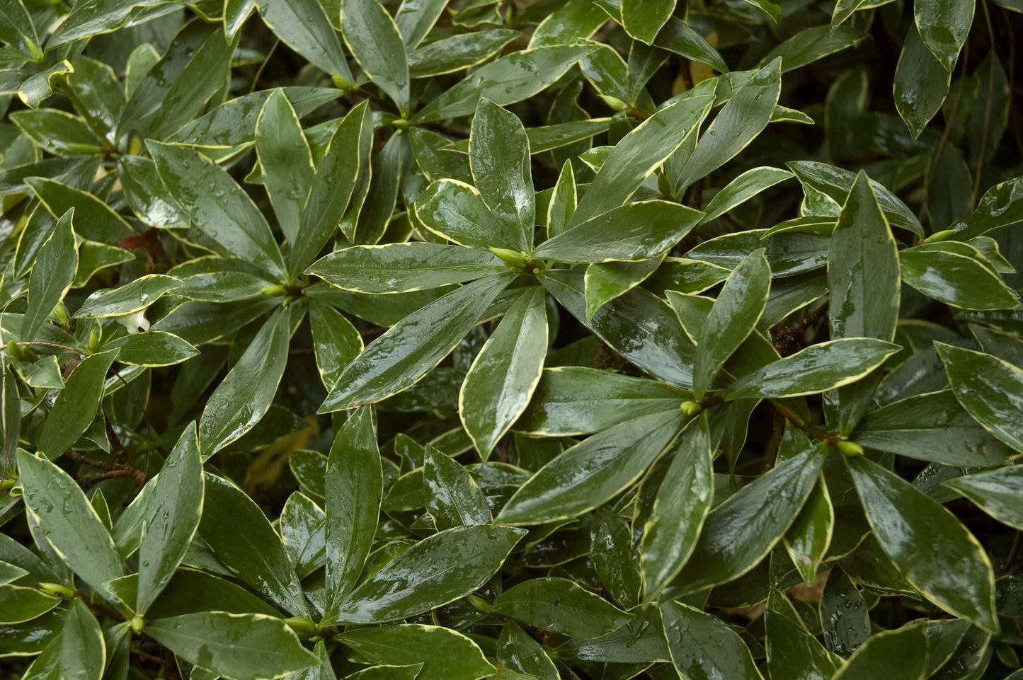 Daphne odora 'Aureomarginata'