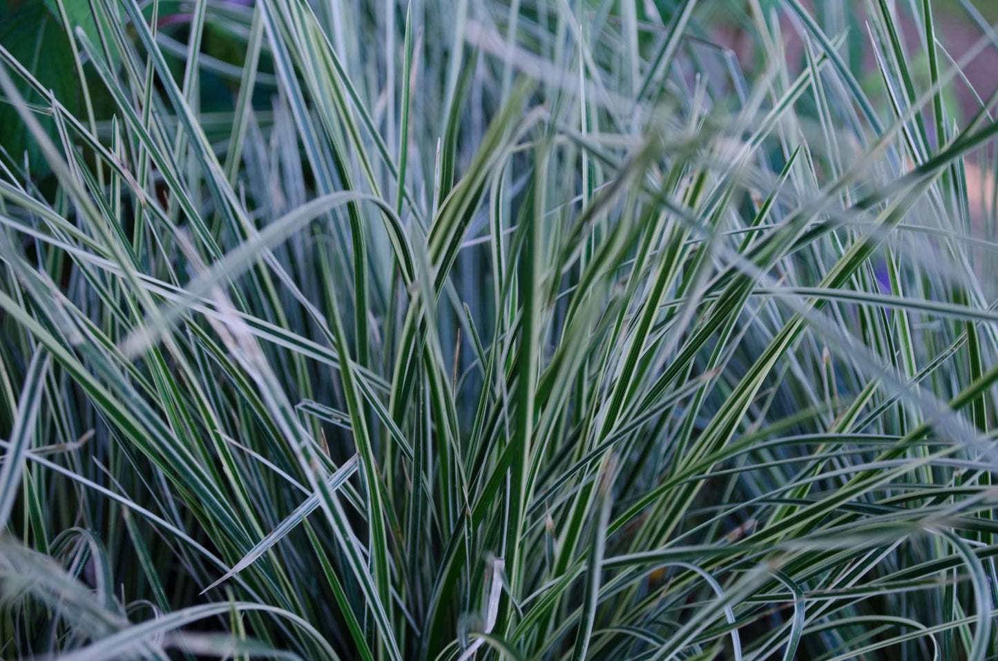 Deschampsia cespitosa 'Northern Lights'