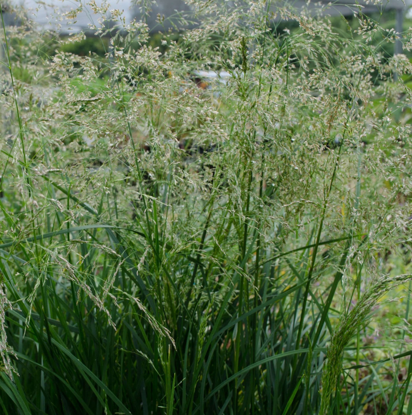 Deschampsia cespitosa 'Goldtau'