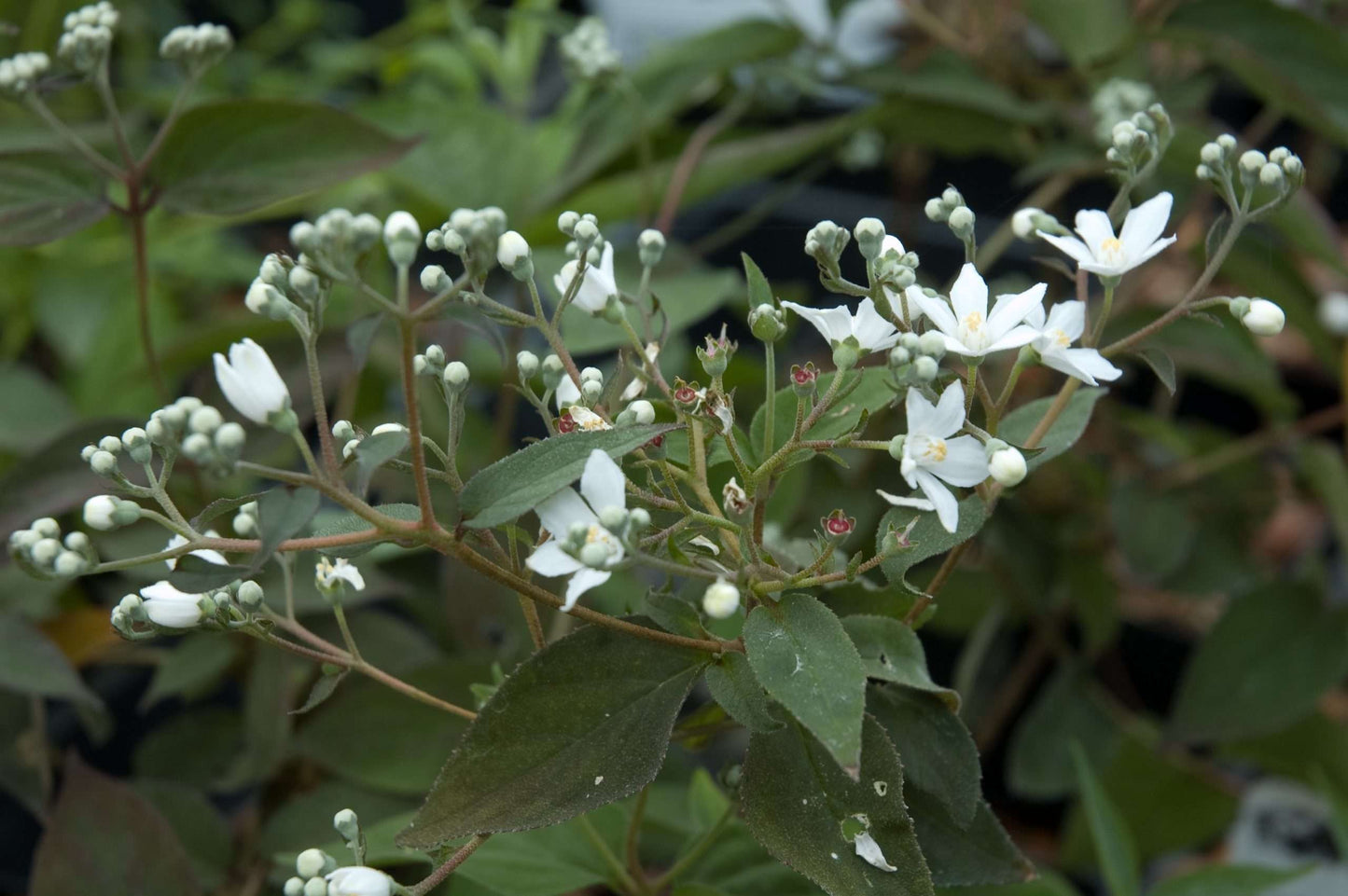 Deutzia gracilis