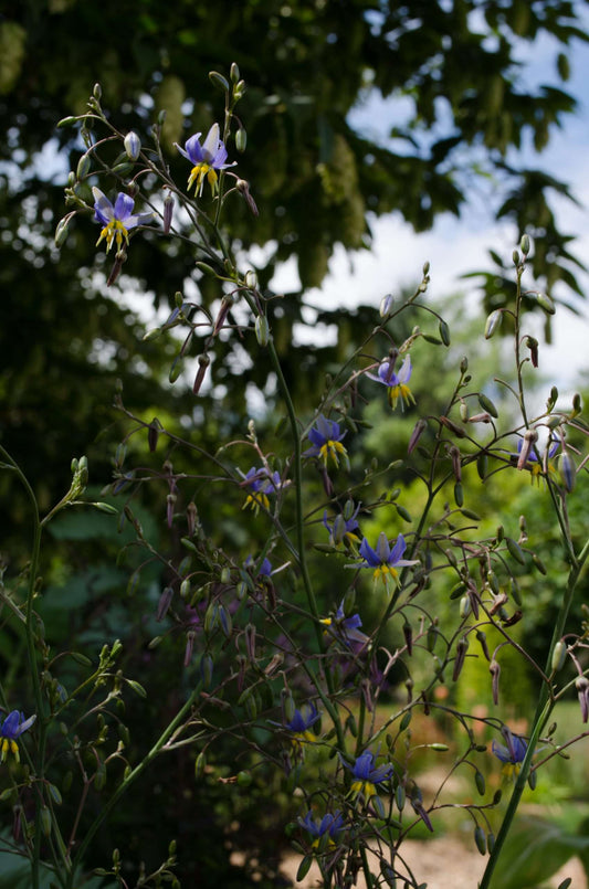 Dianella revoluta 'Baby Blue'