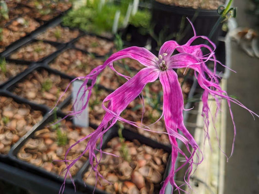 Dianthus isensis 'Dancing Geisha'