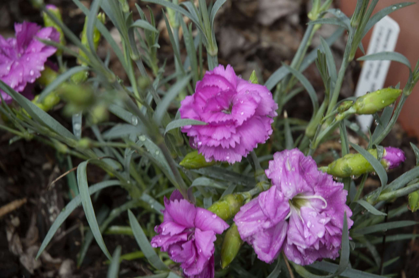 Dianthus 'Tickled Pink'