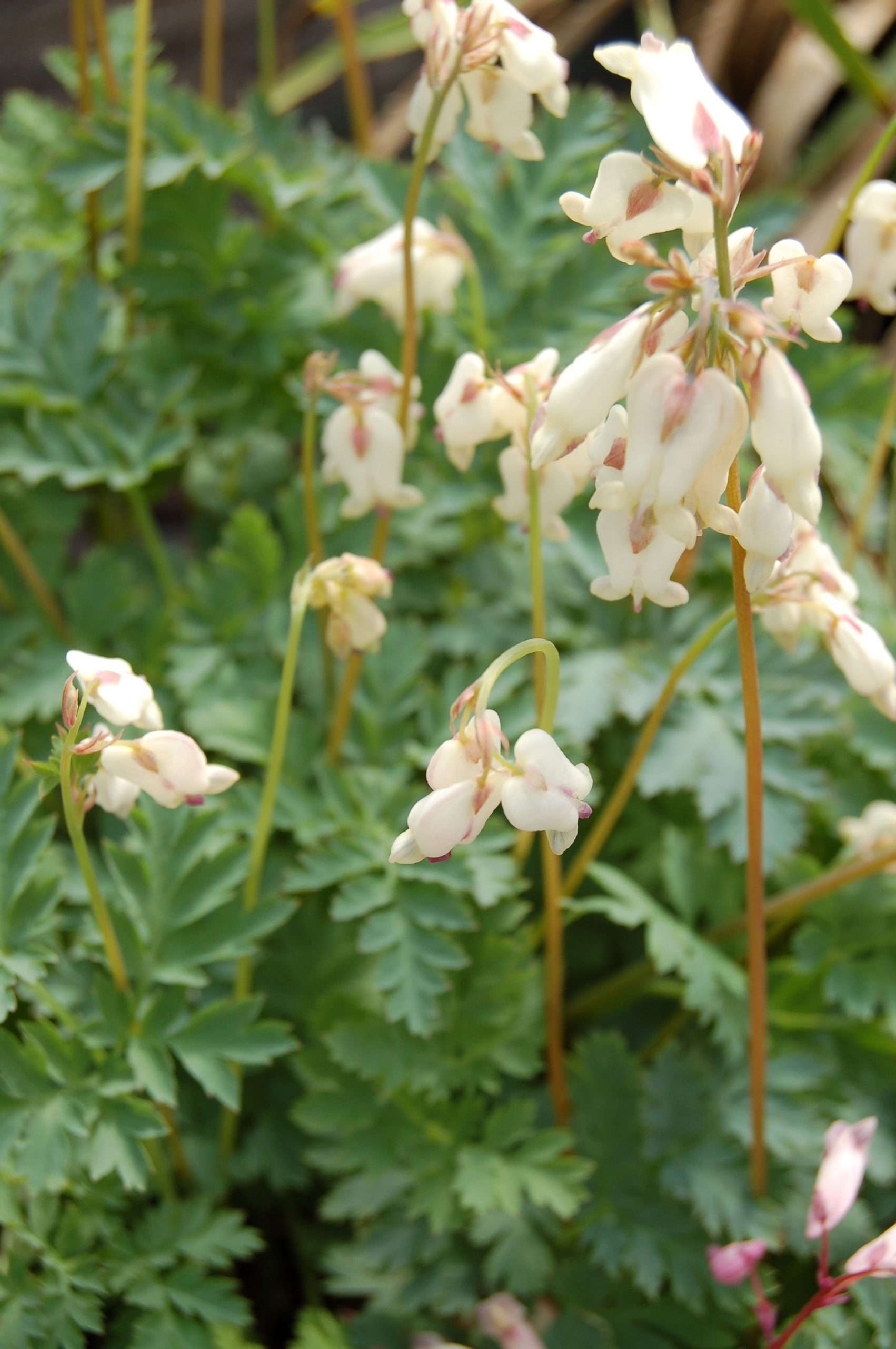 Dicentra Silversmith