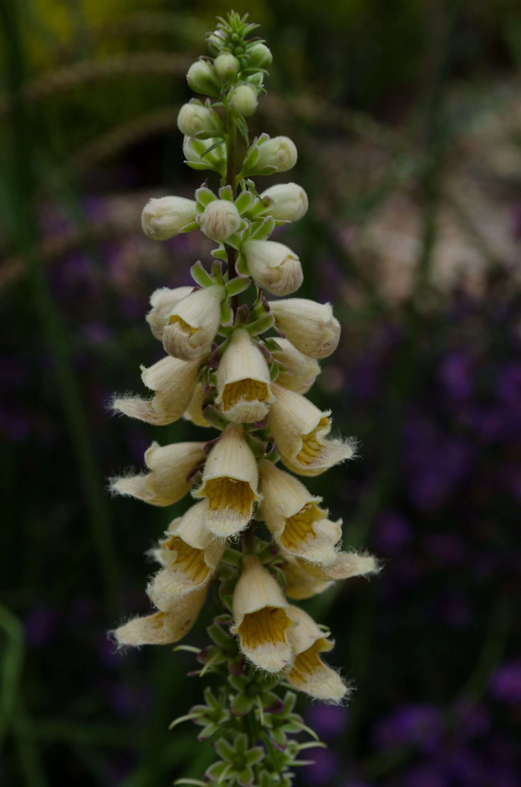 Digitalis parviflora