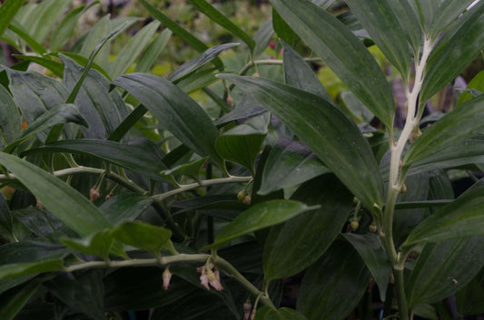 Disporopsis pernyi 'Sichuan Jade'