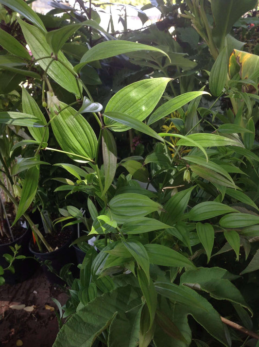 Disporum cantoniense 'Night Heron'