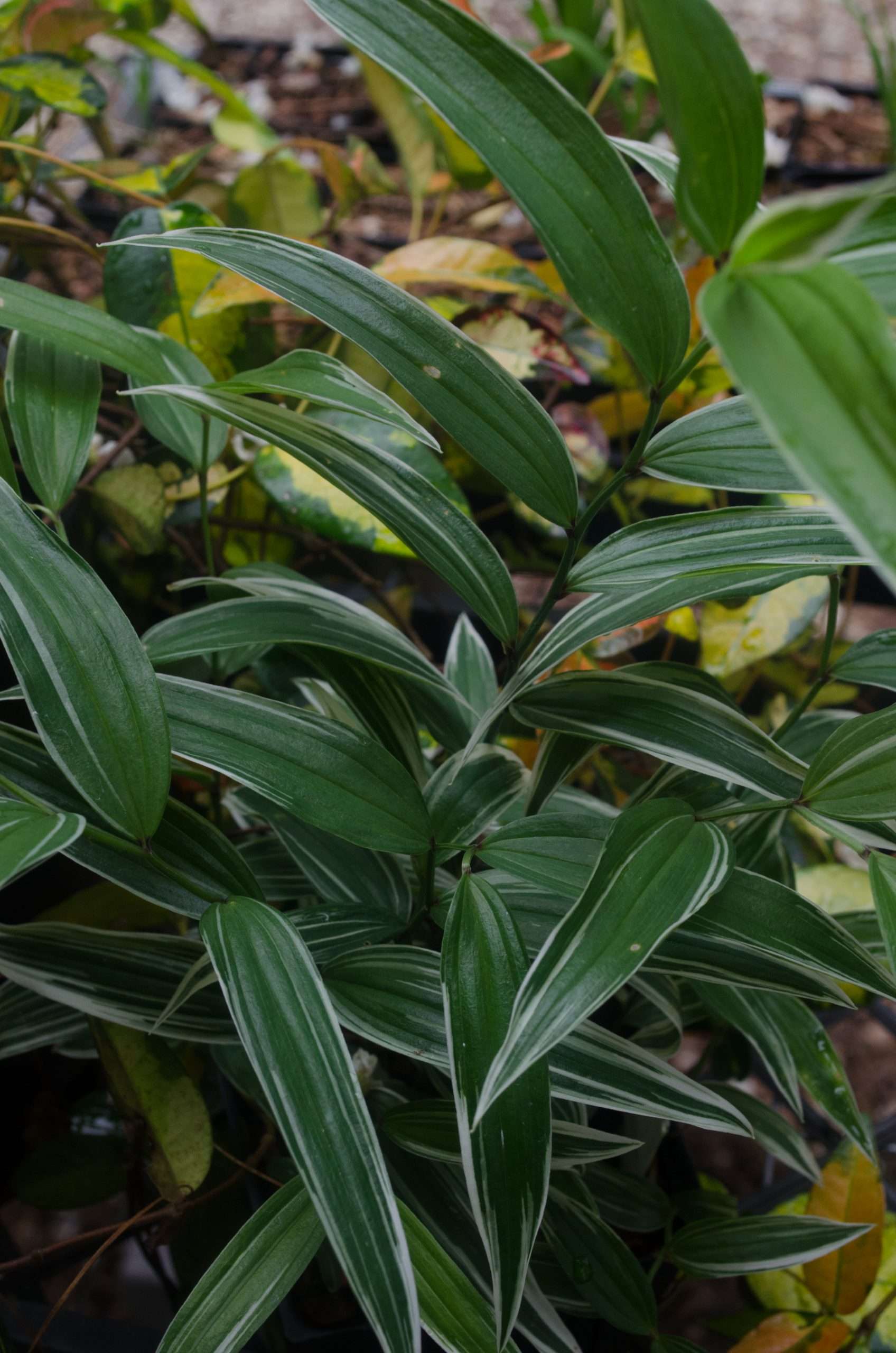Disporum sessile 'Variegatum'