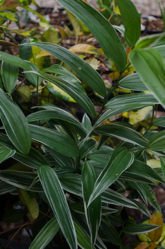 Disporum sessile 'Variegatum'