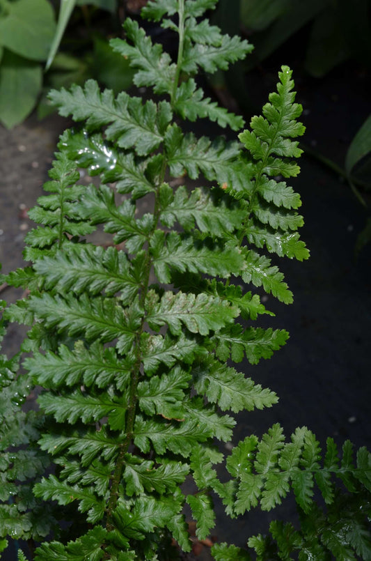 Dryopteris affinis 'Cristata Angustata'