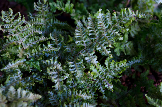 Dryopteris dilatata 'Crispa Whiteside'