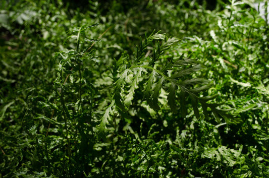 Dryopteris filix-mas 'Linearis Polydactyla'